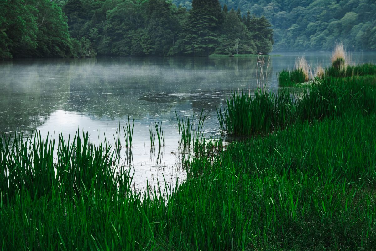 奥日光・湯の湖　2024年６月